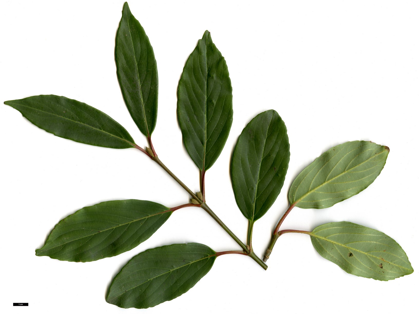 High resolution image: Family: Adoxaceae - Genus: Viburnum - Taxon: ×hillieri - SpeciesSub: 'Ward van Teylingen' (V.erubescens × V.henryi)